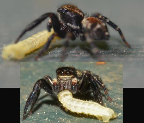 Réf. 301 003 : Pseudeuophrys erratica